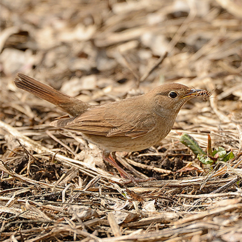 Thrush Nightingale