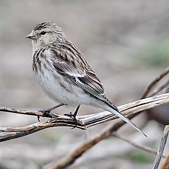 Twite
