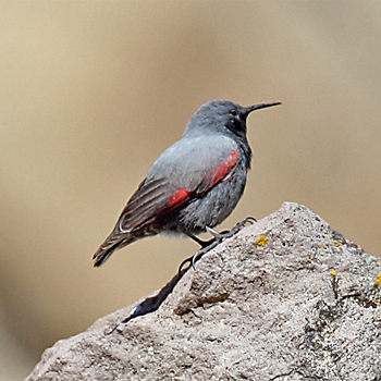 Wallcreeper