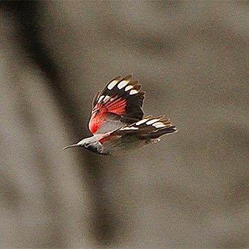 Wallcreeper