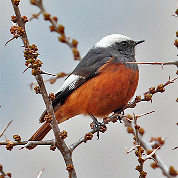 White-winged Redstart