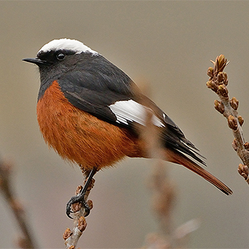White-winged Redstart