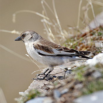 White-winged Snowfinch