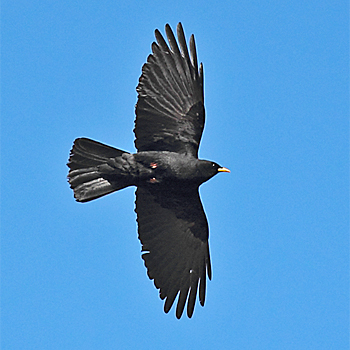 Yellow-billed Chough
