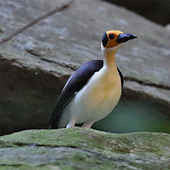 White-necked Rockfowl