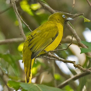 Andaman Bulbul