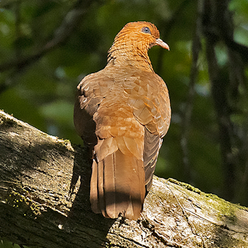 Andaman Cuckoo-dove