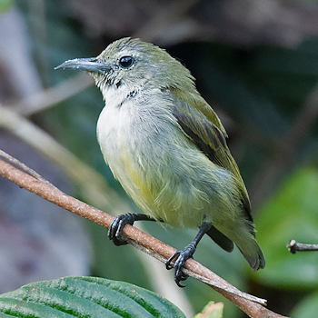 Andaman Flowerpecker