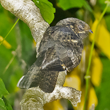 Andaman Nightjar