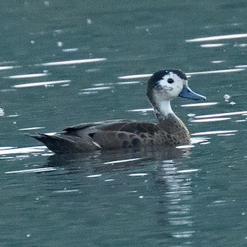 Andaman Teal