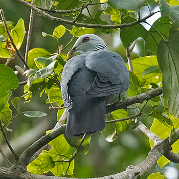 Andaman Wood-pigeon