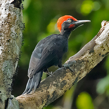 Andaman Woodpecker