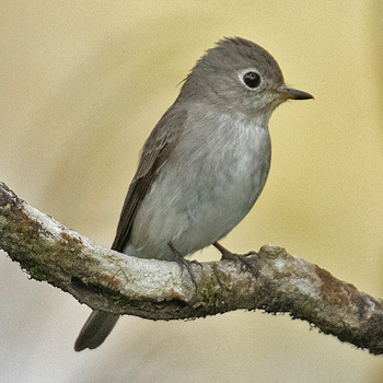 Asian Brown Flycatcher