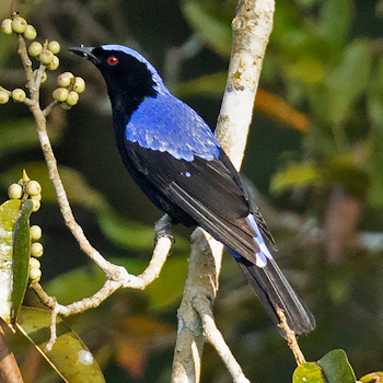 Asian Fairy-bluebird