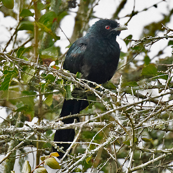Asian Koel