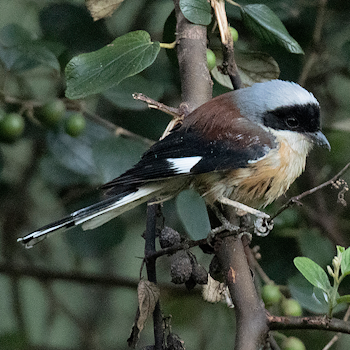 Bay-backed Shrike