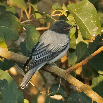 Black-headed Cuckooshrike