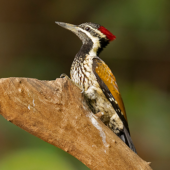 Black-rumped Flameback