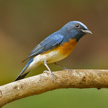 Blue-throated Flycatcher
