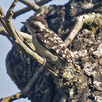 Brown-capped Pygmy Woodpecker