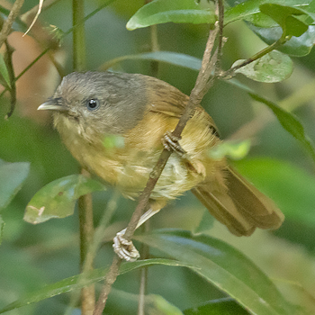 Brown-cheeked Fulvetta