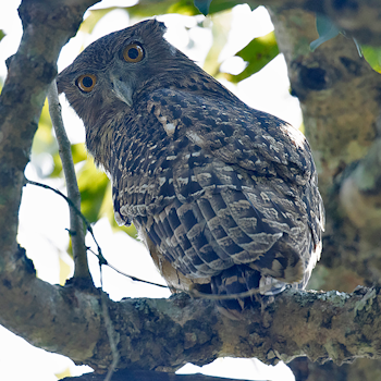 Brown Fish-owl