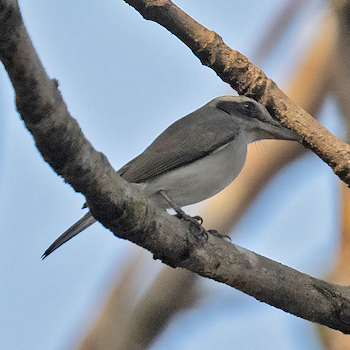 Common Woodshrike