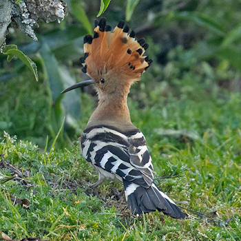 Eurasian Hoopoe