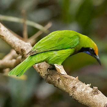 Golden-fronted Leafbird