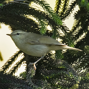 Greenish Warbler