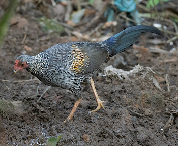 Grey Junglefowl