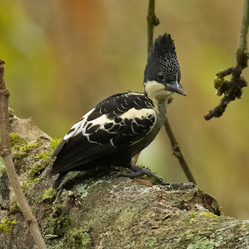 Heart-spotted Woodpecker