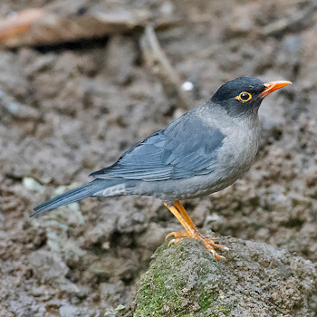 Indian Blackbird