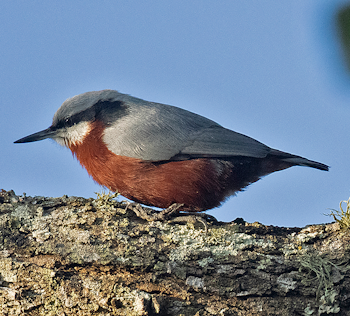 Indian Nuthatch