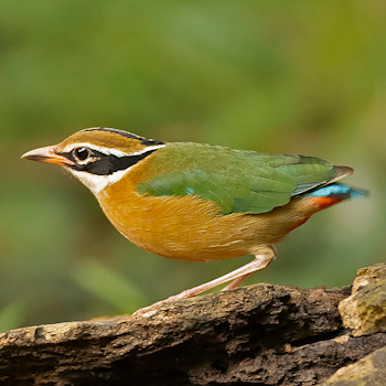 Indian Pitta