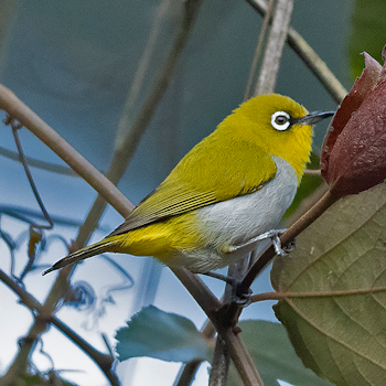 Indian White-eye