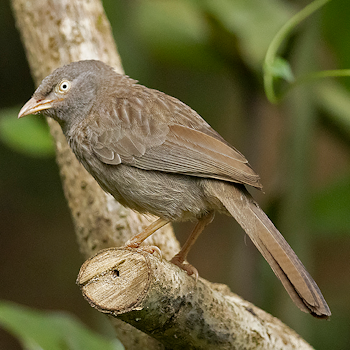 Jungle Babbler