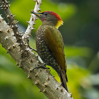 Lesser Yellownape