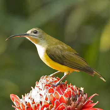 Little Spiderhunter