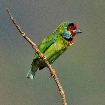 Malabar Barbet