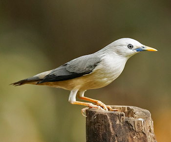 Malabar Starling