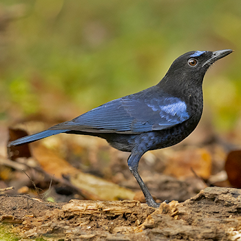 Malabar Whistling-thrush