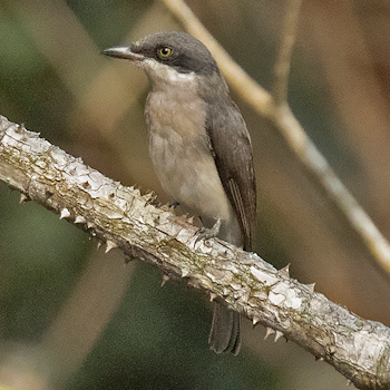 Malabar Woodshrike