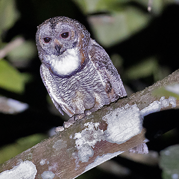 Mottled Wood-owl