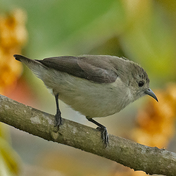 Nilgiri Flowerpecker
