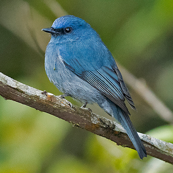 Nilgiri Flycatcher