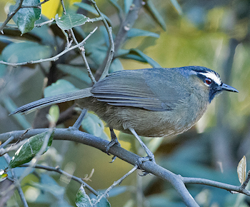 Nilgiri Laughingthrush