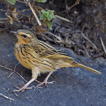 Nilgiri Pipit