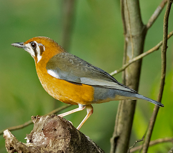 Orange-headed Thrush
