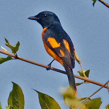 Orange Minivet